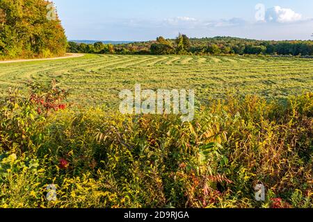 Vor kurzem schneiden Heutrocknung im Feld in der früh Fallen Stockfoto