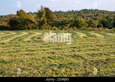 Vor kurzem schneiden Heutrocknung im Feld in der früh Fallen Stockfoto