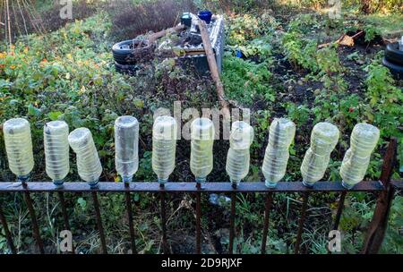 Wasserflaschen aus Kunststoff, die die Spikes auf Geländern abdecken, um die Sicherheit bei Zuteilungen in Sidmouth, Devon, England, Großbritannien, zu gewährleisten Stockfoto