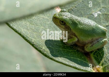 Ein unreifer Baumfrosch, der auf einem Milchkrautblatt sitzt Stockfoto