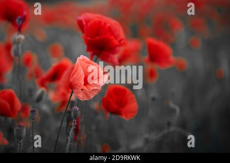 Rote Mohnblumen Feld für Erinnerung Tag. Stockfoto