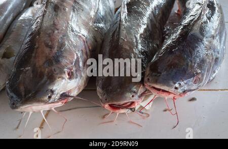 Nahaufnahme von nassem Fisch zum Verkauf auf dem Barka Fischmarkt in der Nähe von Muscat, Oman Stockfoto