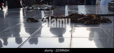 Wet fish for Sale at the traditional Barka Fishmarket on the Batinah Coast, West of Muscat, Oman Stockfoto