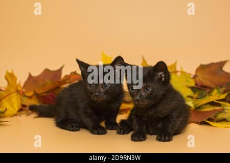 Zwei kleine schwarze Kätzchen und Herbstblätter auf einem gelben Hintergrund Stockfoto