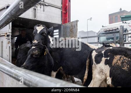 Cork, Irland. November 2020. Der Viehexport nach Libyen ging heute mit 2,000 jungen Bullen, die auf den Viehträger 'Sarah M' geladen wurden, weiter. Curzon Vieh exportiert regelmäßig Rinder nach Libyen, mit der Reise dauert etwa 10 Tage zu vervollständigen. Die 'Sarah M' segelt heute Abend um 23.30 Uhr. Bei der heutigen Verladung war das Landwirtschaftsministerium und ein irischer und libyscher Tierarzt anwesend. Quelle: AG News/Alamy Live News Stockfoto