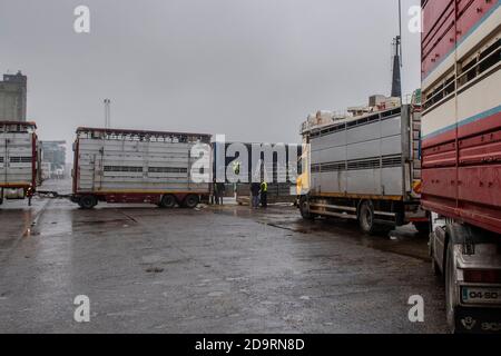 Cork, Irland. November 2020. Der Viehexport nach Libyen ging heute mit 2,000 jungen Bullen, die auf den Viehträger 'Sarah M' geladen wurden, weiter. Curzon Vieh exportiert regelmäßig Rinder nach Libyen, mit der Reise dauert etwa 10 Tage zu vervollständigen. Die 'Sarah M' segelt heute Abend um 23.30 Uhr. Bei der heutigen Verladung war das Landwirtschaftsministerium und ein irischer und libyscher Tierarzt anwesend. Quelle: AG News/Alamy Live News Stockfoto