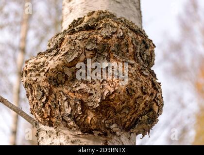 Foto von Vitalpilz-Chaga-Nahaufnahme auf einer Birke im Herbstwald. Stockfoto