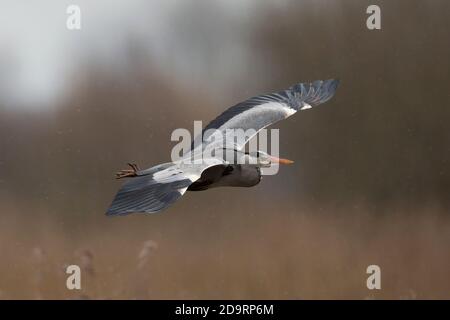 Graureiher / Graureiher (Ardia cinerea) Fliegen über Schilfbetten im Winterregen Stockfoto