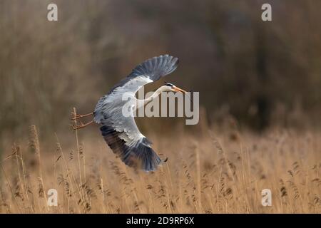 Graureiher / Graureiher (Ardia cinerea) Fliegen über Schilfbetten im Winterregen Stockfoto