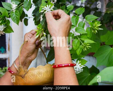 Hände der indischen Frau tragen roten Armreif Zupfen weißen Jasmin Blumen aus der Pflanze im heimischen Garten.traditionelle Blumenkorb aus Messing.Außenaufnahme Stockfoto