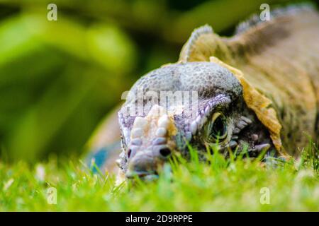 Iguana im grünen Gras in Dominica Republik thront Stockfoto