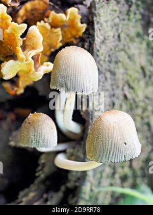 Eine Ansammlung von Bonnet funghi (Mycena galericulata), die auf verfallendem Holz in einem Norfolk-Wald wächst. Stockfoto