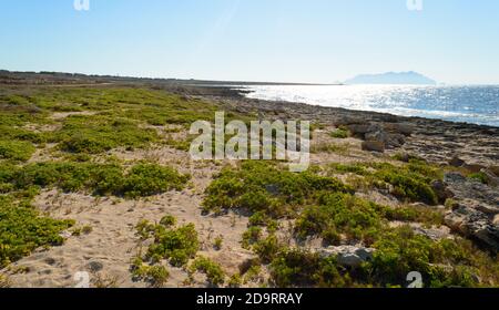 Mediterrane Buschlandschaft im westlichen Teil von Favignana, bei Cala Pozzo im westlichen Teil dieser sizilianischen Insel im Mittelmeer Stockfoto