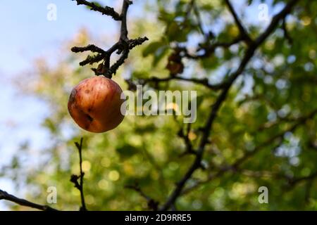 Fauler Apfel links auf einem Ast. Stockfoto