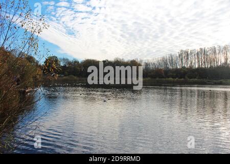 Wunderschöne Landschaft des Chorlton Wasserpark in England, großer ruhiger See mit Vögeln, lückenhaften Wolken, Büschen und Bäumen an den Ufern Stockfoto