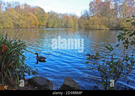 Großer blauer See mit Kanadagänsen schwimmen und großen Herbstbüschen und Bäumen am Ufer in Chorlton Wasserpark, England Stockfoto