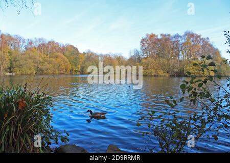 Großer blauer See mit Kanadagänsen schwimmen und großen Herbstbüschen und Bäumen am Ufer in Chorlton Wasserpark, England Stockfoto