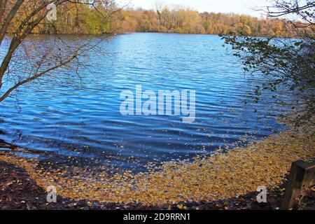 Große blaue Seeufer/Ränder mit Herbstbäumen und gelben Blättern im Wasserpark Chorlton, England Stockfoto