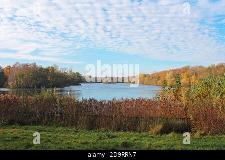 Wunderschöne Landschaft des Chorlton Wasserpark in England, großer blauer ruhiger See, blauer Himmel, Herbstbüsche und Bäume an den Ufern Stockfoto