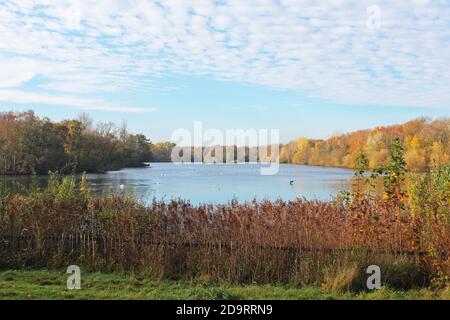 Wunderschöne Landschaft des Chorlton Wasserpark in England, großer blauer ruhiger See, blauer Himmel, Herbstbüsche und Bäume an den Ufern Stockfoto