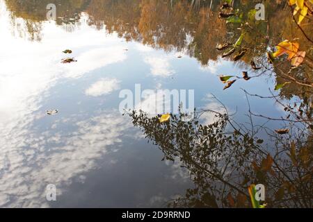 Spiegelung von Herbstbäumen und Blättern auf einem See/Teich an einem sonnigen Tag in Manchester, England Stockfoto