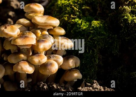 Pioppini Pilze mit Moos im Hintergrund. Nahaufnahme von natürlichen Pilzen Stockfoto