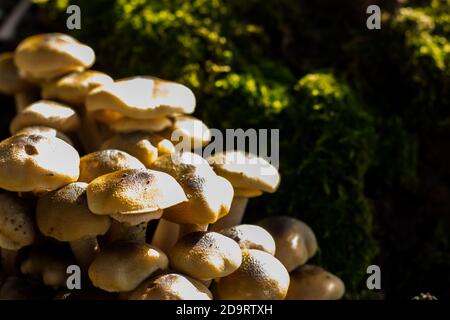 Pioppini Pilze mit Moos im Hintergrund. Nahaufnahme von natürlichen Pilzen Stockfoto