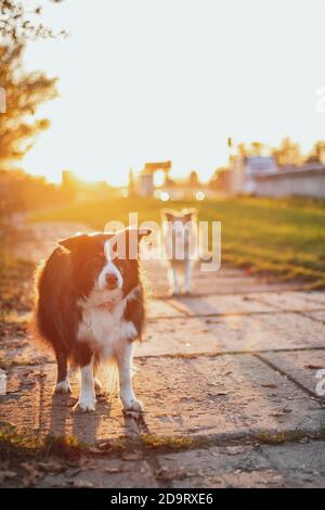 Zwei Border Collies bei Sonnenuntergang. Gelbe Hintergrundbeleuchtung Stockfoto