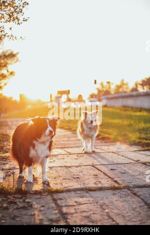 Zwei Border Collies bei Sonnenuntergang. Gelbe Hintergrundbeleuchtung Stockfoto