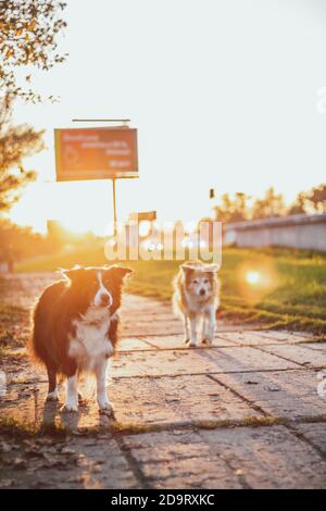 Zwei Border Collies bei Sonnenuntergang. Gelbe Hintergrundbeleuchtung Stockfoto