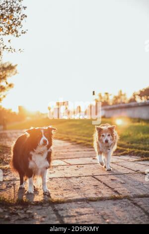 Zwei Border Collies bei Sonnenuntergang. Gelbe Hintergrundbeleuchtung Stockfoto