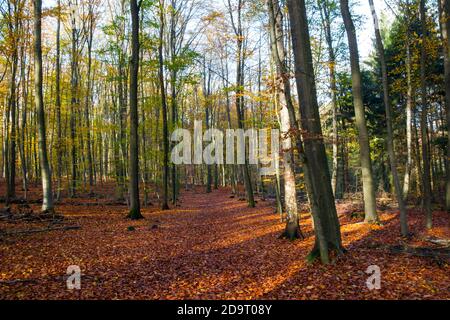 Wald im November und blauer Himmel Stockfoto