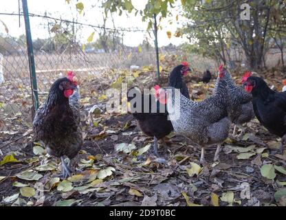 Hennen gehen im Herbst an einem sonnigen Tag im Freien Stockfoto