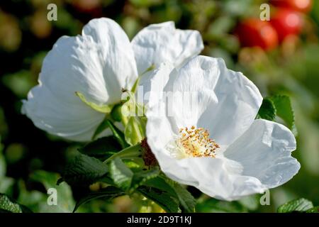 Wild Rose (rosa rugosa alba), auch bekannt als Japanische Rose, Nahaufnahme von zwei der weißen Blumenvielfalt mit Hagebutten im Hintergrund. Stockfoto