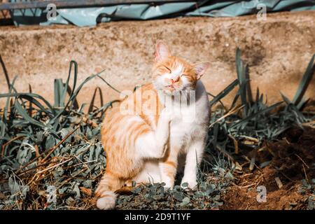 Ingwer Katze kratzt in der Sonne Stockfoto