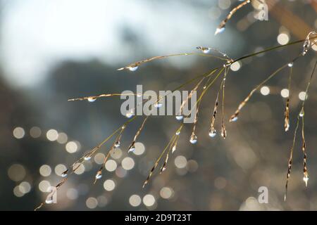 Taupropfen, klar, funkelnd im Sonnenlicht. Mehr Tropfen auf Gräser dahinter geben einen Bokeh-Effekt im Hintergrund. Ein tiefblauer Himmel spiegelt sich in Kugeln wider. Stockfoto