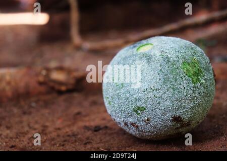 Die Frucht hat einen Durchmesser von 5–9 cm und kann süß oder sauer sein. Es hat eine sehr harte Rinde, die schwer zu öffnen sein kann, erscheint es grünlich-Stirn Stockfoto