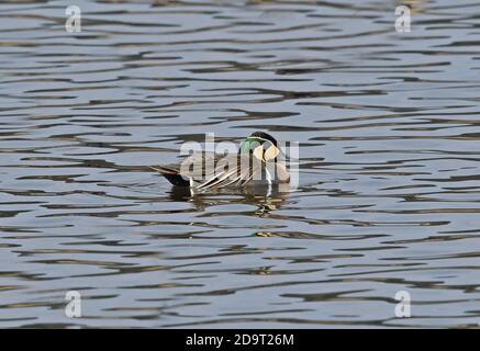 Baikal Teal (Sibirionetta formosa) erwachsenen männlichen Teal schwimmen Japan März Stockfoto