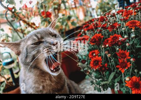 Graue Katze und rote Blumen Stockfoto