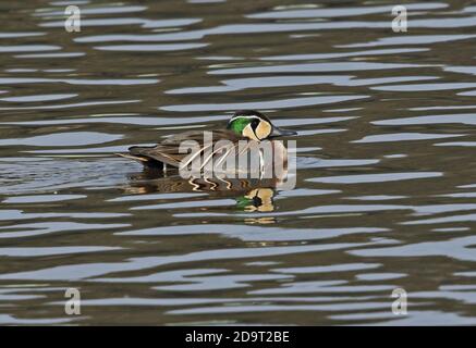 Baikal Teal (Sibirionetta formosa) erwachsenen männlichen Teal schwimmen Japan März Stockfoto