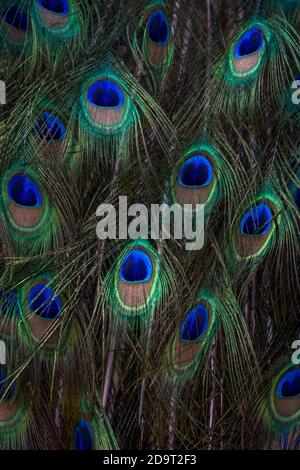 pfau im vogelpark jurong Stockfoto