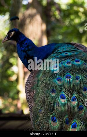 pfau im vogelpark jurong Stockfoto