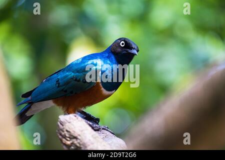 pfau im vogelpark jurong Stockfoto