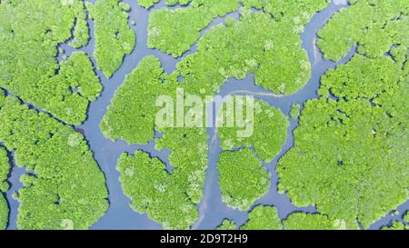 Tropischer Wald mit Mangroven, die Aussicht von oben. Mangroven und Flüssen. Tropische Landschaft in eine einsame Gegend. Stockfoto