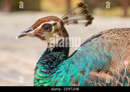 pfau im vogelpark jurong Stockfoto