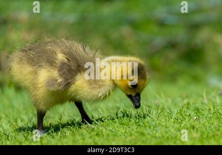 Baby Canada Gans auf der Suche nach Nahrung im Gras. Er ist nass und sehr jung. Stockfoto