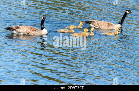 Familie der Kanadagänse. Zwei Erwachsene und fünf Küken schwimmen im Wasser, die Erwachsenen beobachten genau. Der Fokus liegt auf den Babys. Platz für Text. Stockfoto