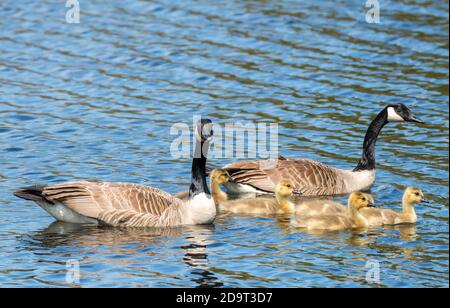 Familie der Kanadagänse. Zwei Erwachsene und fünf Küken schwimmen im Wasser, die Erwachsenen beobachten genau. Der Fokus liegt auf den Babys. Platz für Text. Stockfoto