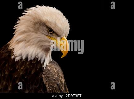 Weißkopfseeadler auf schwarzem Hintergrund. Der Adler ist lebendig, aber gefangen. Der Fokus liegt auf dem Auge. Platz für Text. Stockfoto