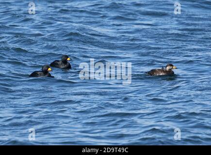 Black Scoter (Melanitta americana) zwei Erwachsene Männchen und ein unreifer Cape Nosappu, Hokkaido, Japan März Stockfoto